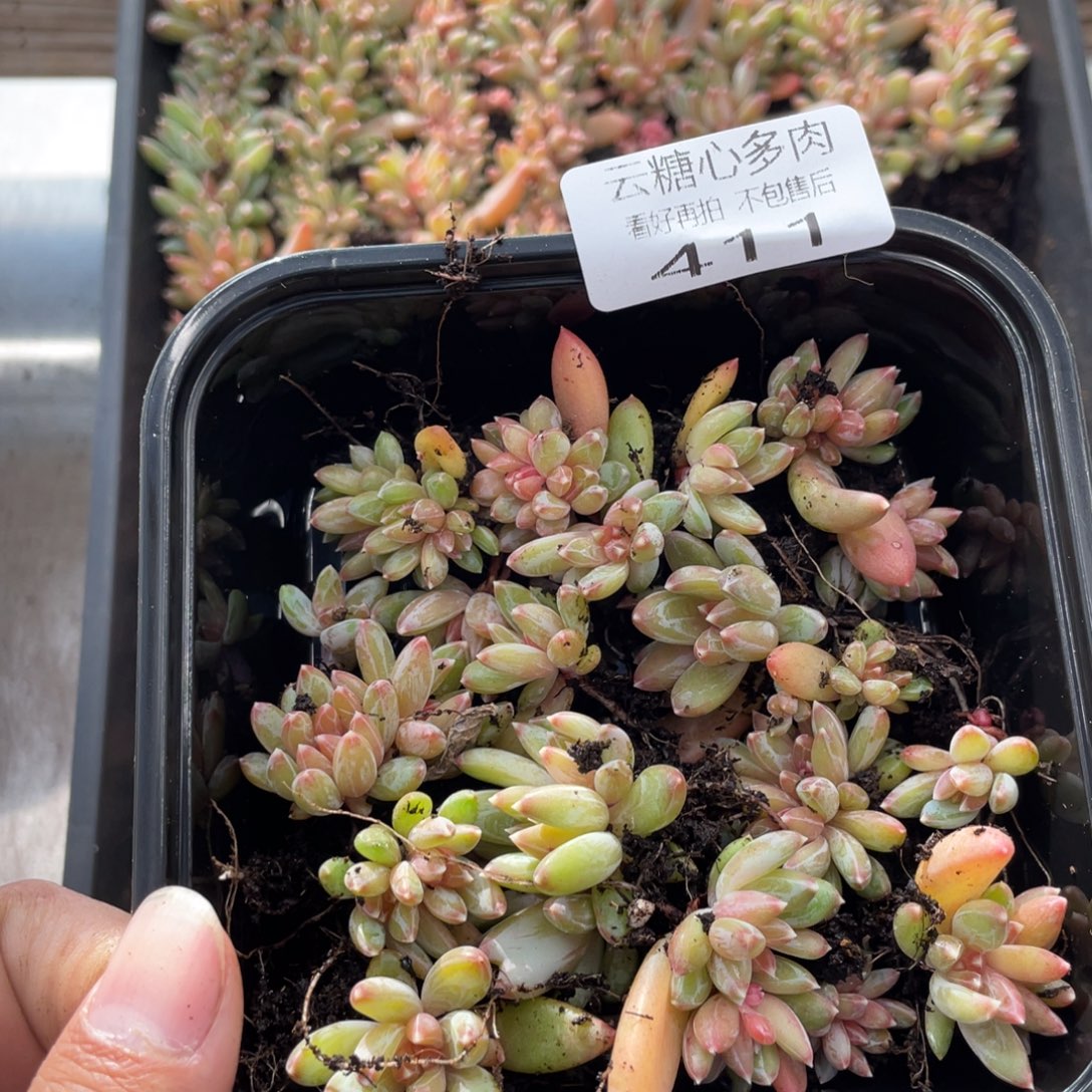 星***粉云糖心多肉植物411