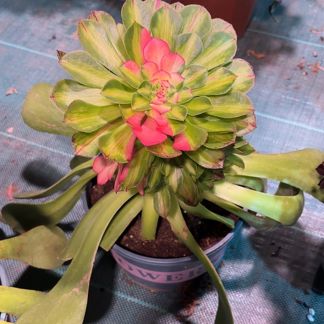 多肉法师知否356