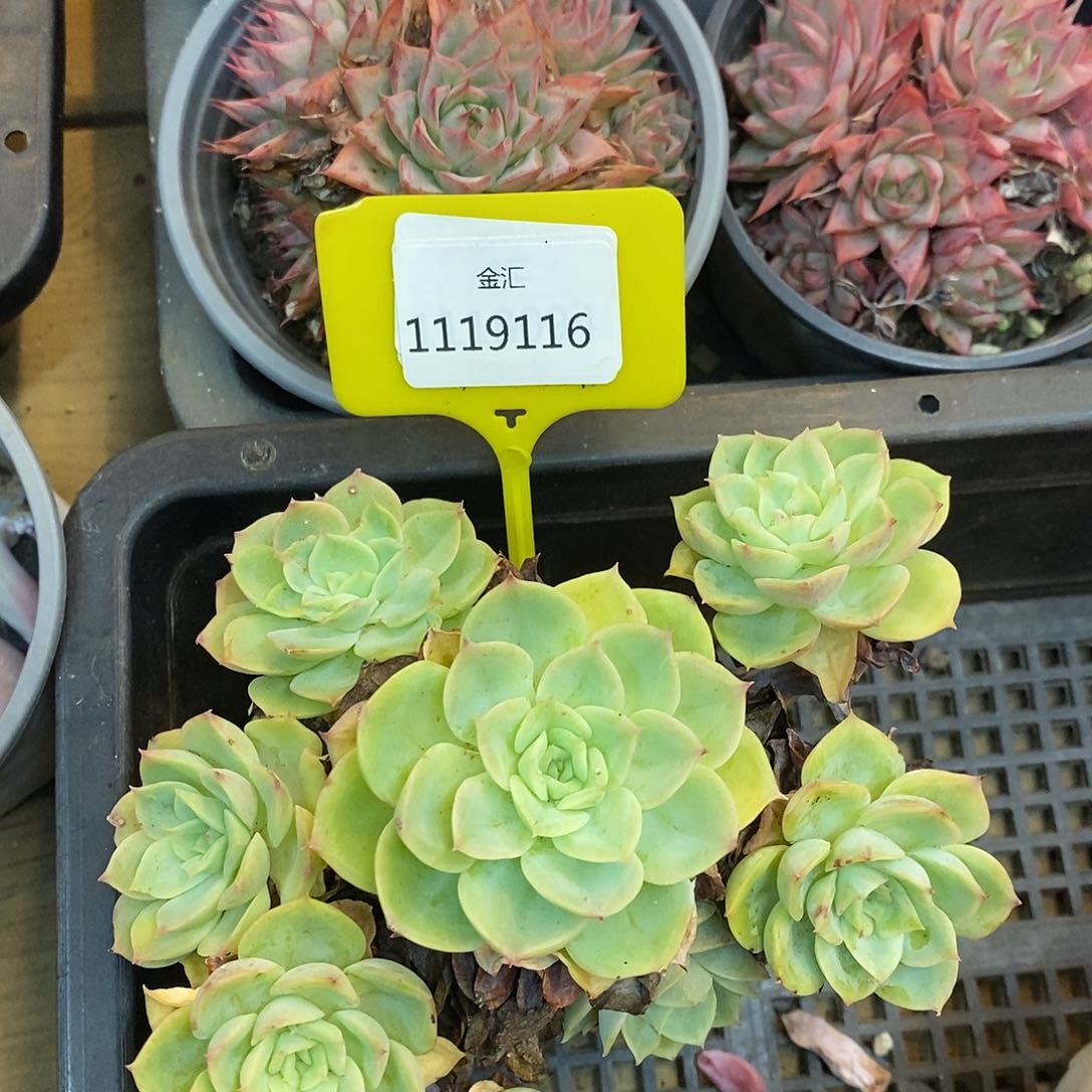 恒*式福利多多。1119116