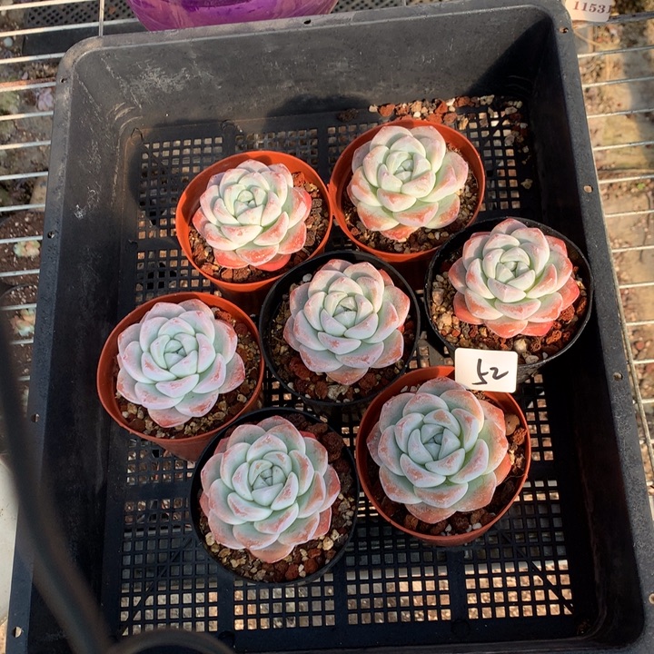 112652七个单头嗯嗯嗯嗯嗯好喜欢