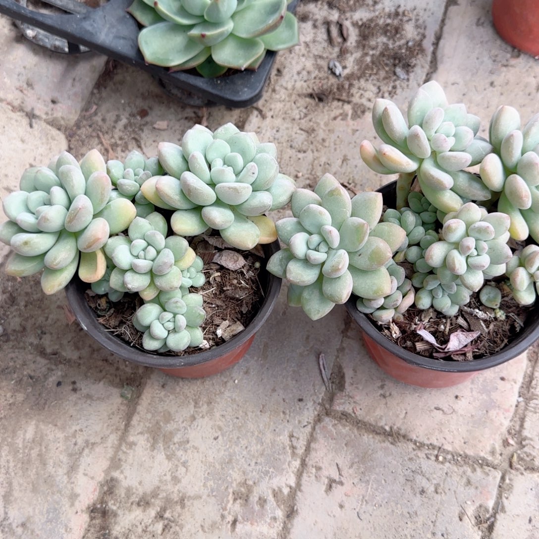 无花朵泡泡糖群生