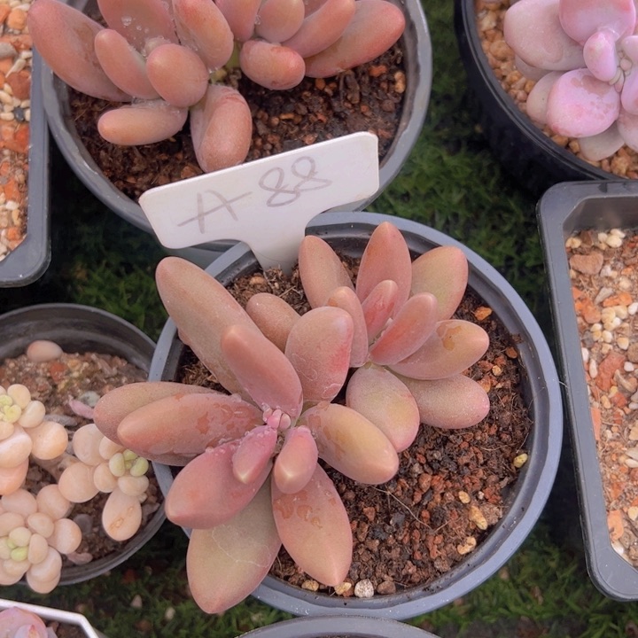 健健康康平平安安