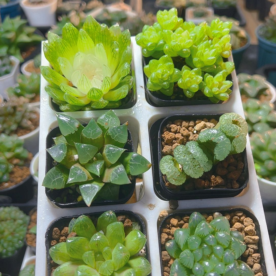 六盆玉露套餐多肉（不带托架）