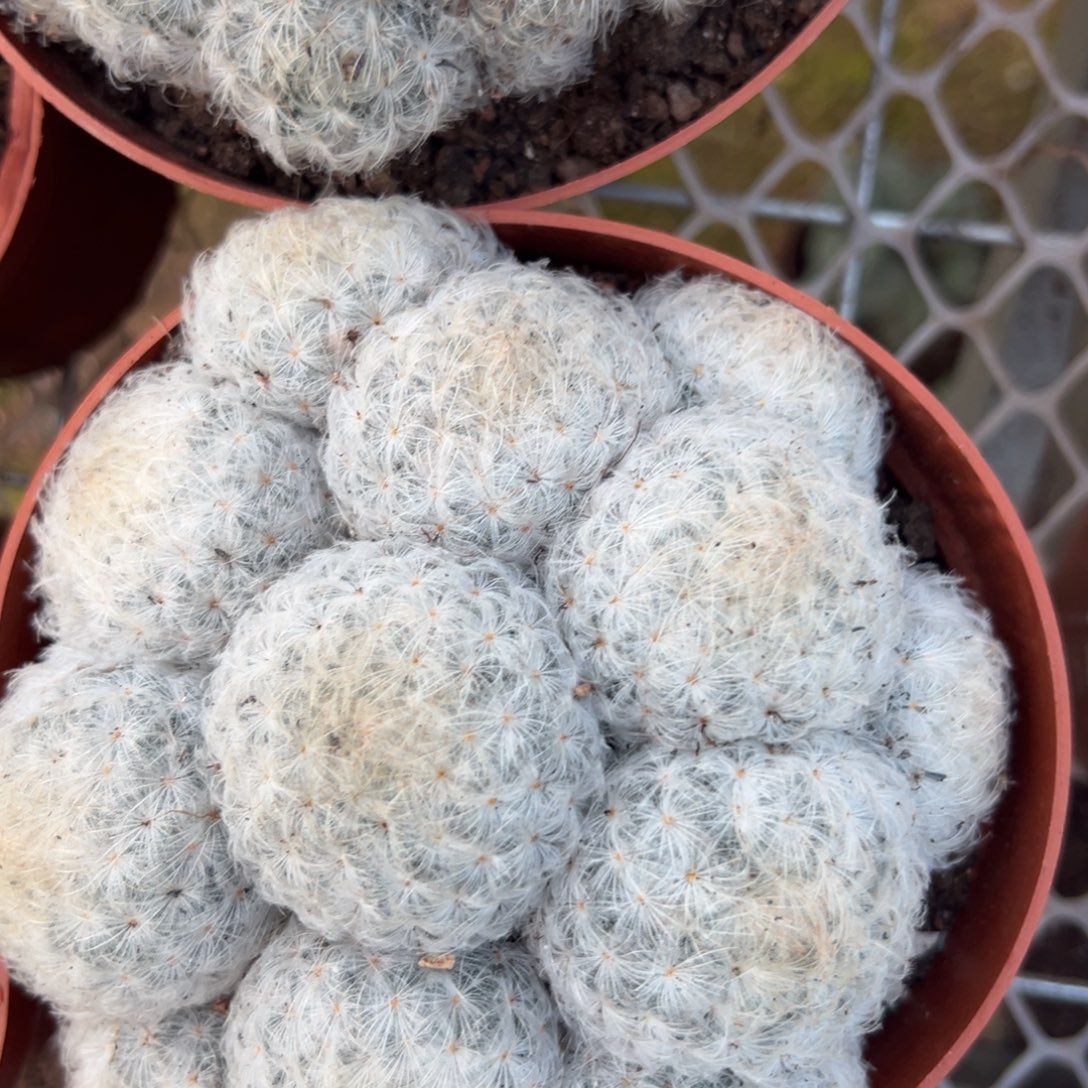 玛***。零零落落 零零落落