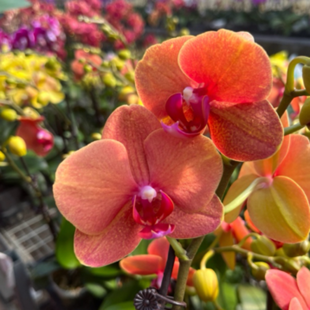 蝴蝶兰 金桔 全花状态