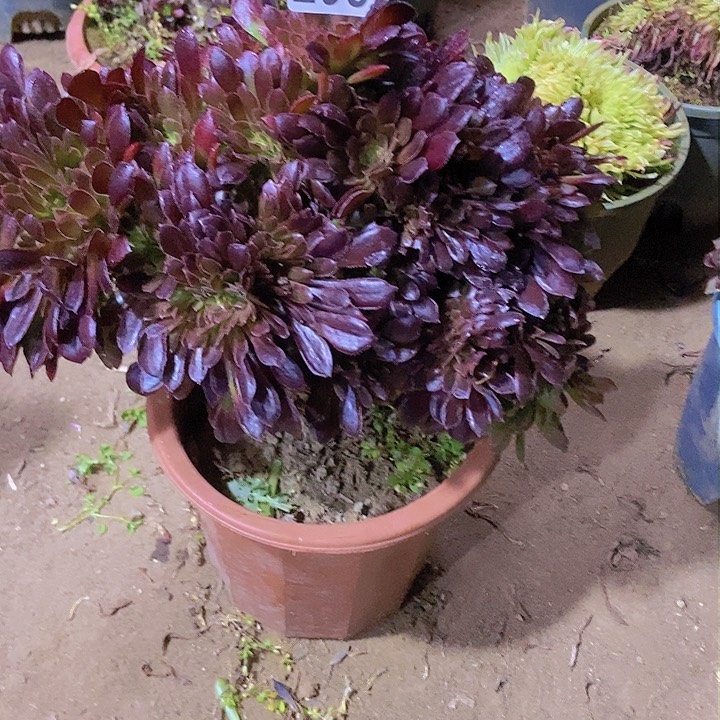 298纳加女王缀化老板子法师