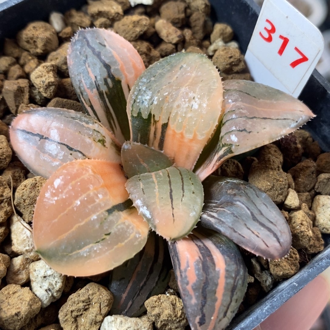 317亲脂姬锦一物一拍