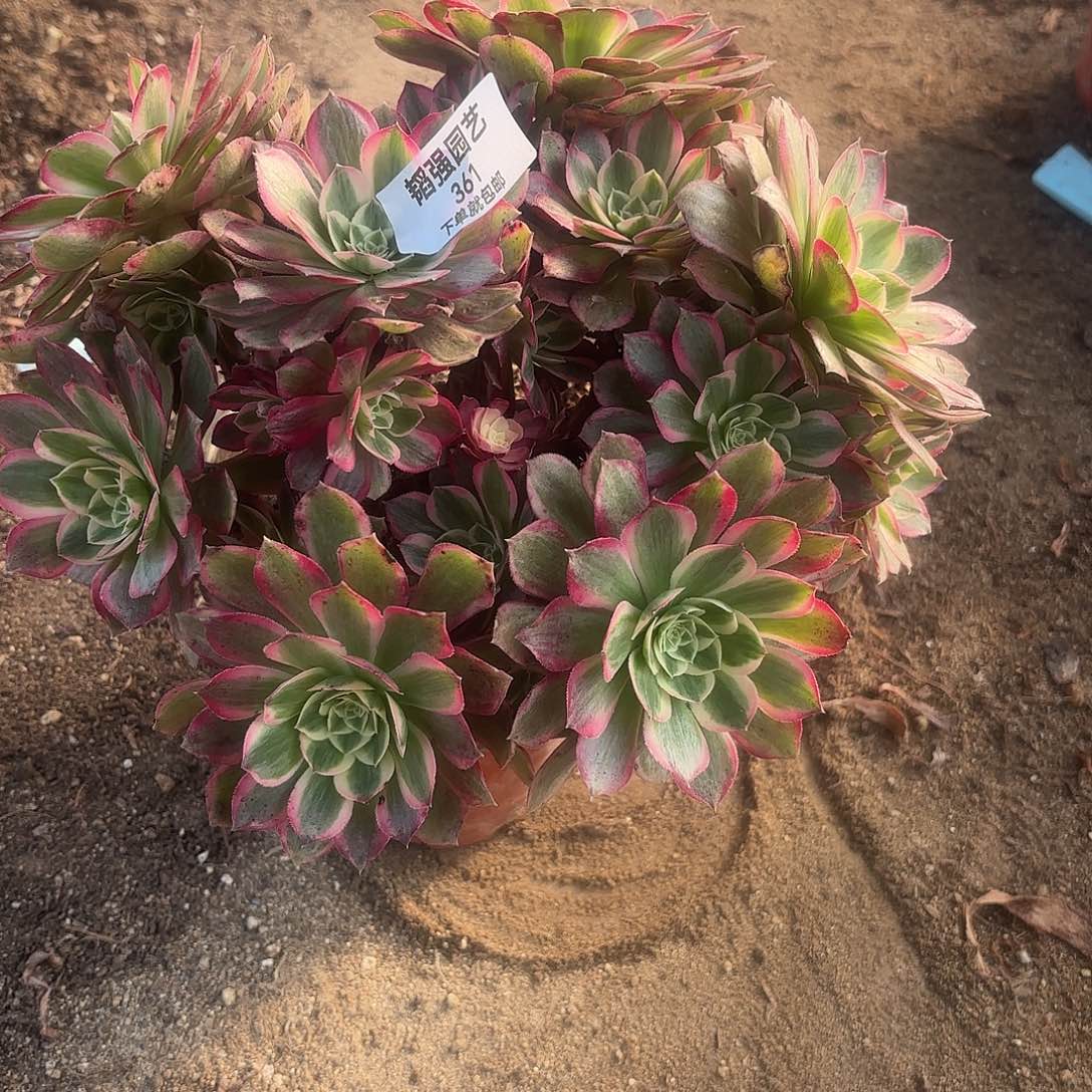 云荷多肉植物多头361