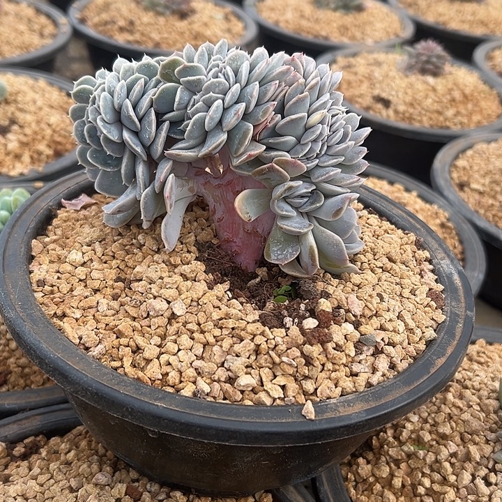 蛋***苏汉堡群生缀化多肉