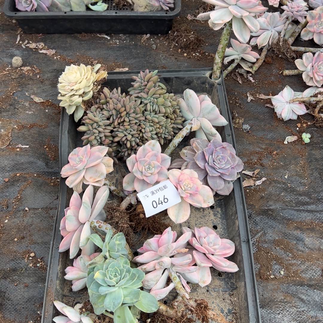 046紫乐锦老桩多肉植物