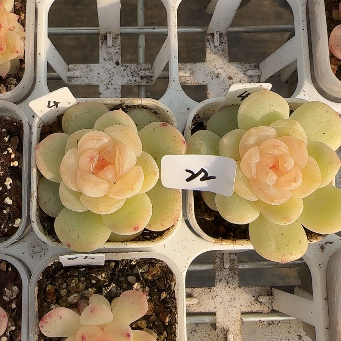 22开播福利新月单头随机发货