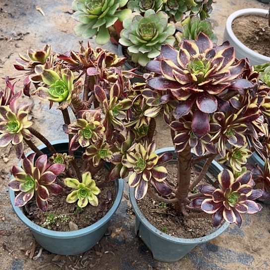 多肉植物组合两个有叶伤29