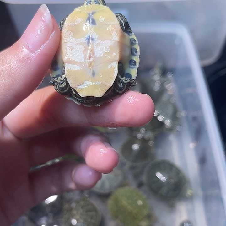 不分公母绿毛龟火焰