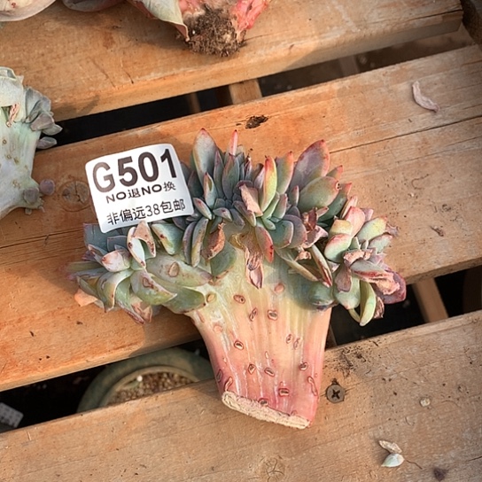 血凤缀化501 全场亏本处理默认微瑕7-8天发货