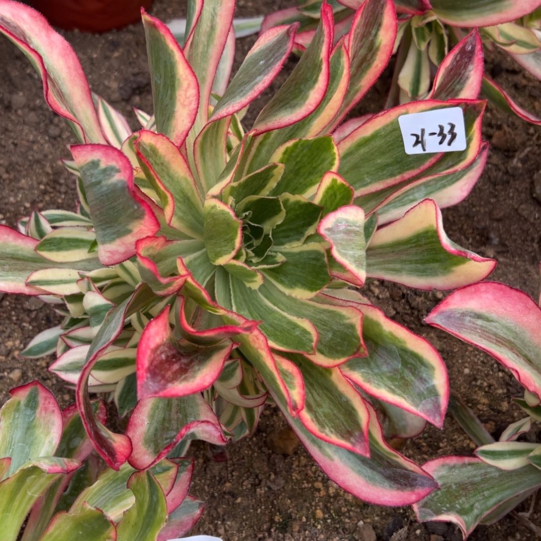 33魅影多肉多肉植物