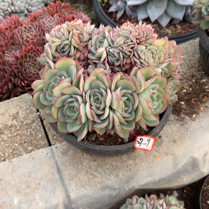 用***0精品多肉植物老桩牡丹亭缀