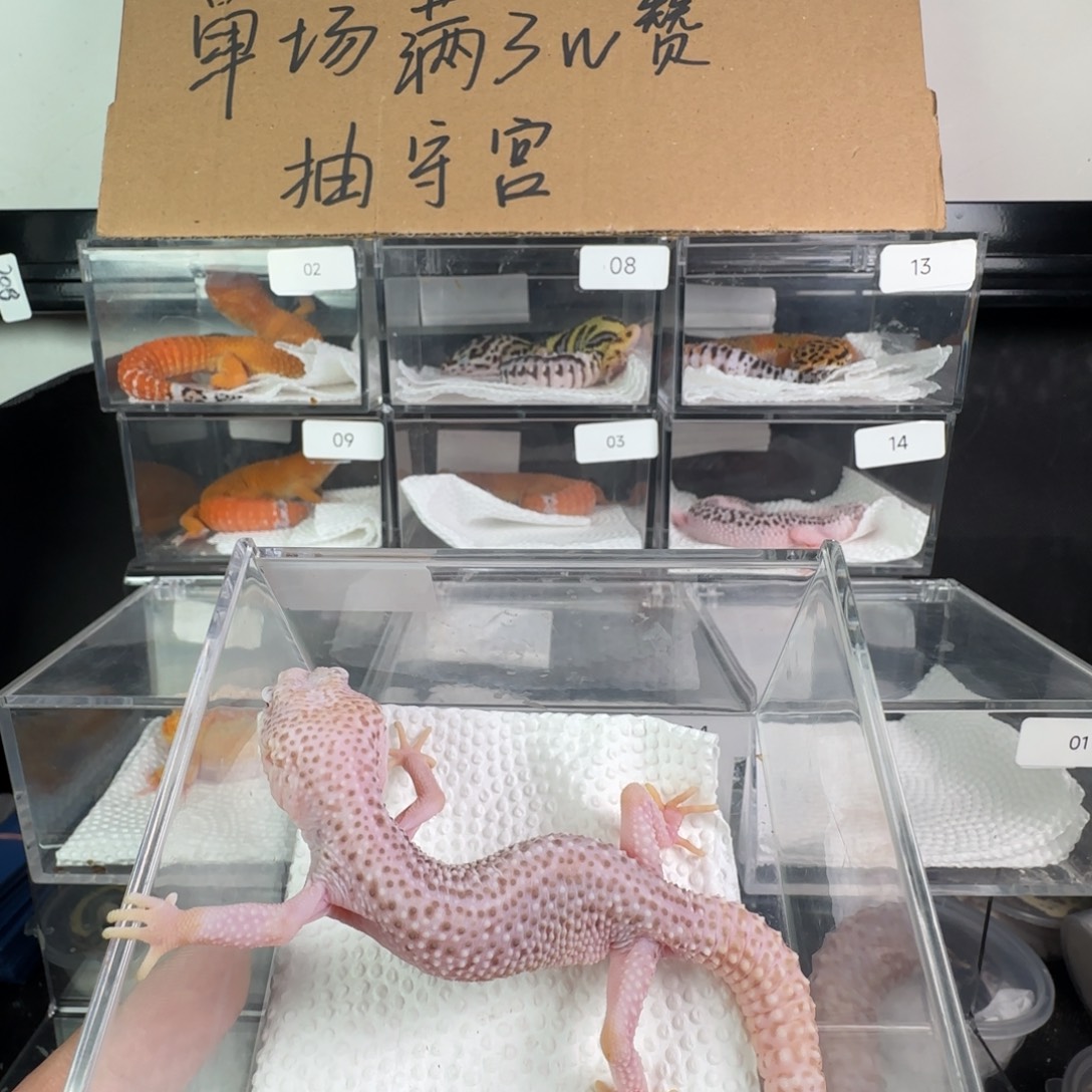 豹纹守宫超级雪花雷达妹妹