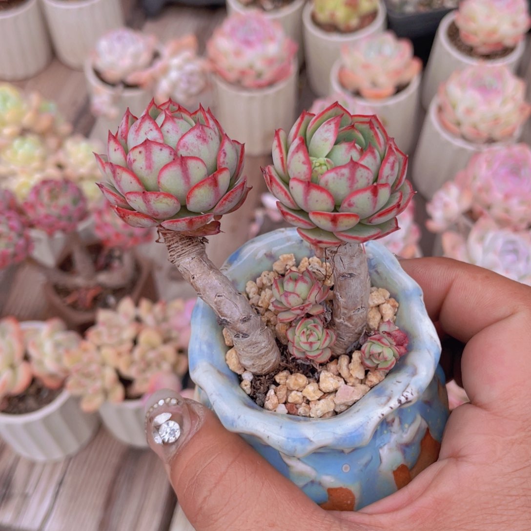 多肉植物多肉植物