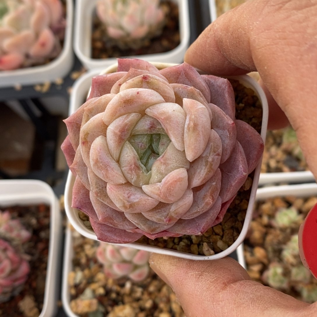 精品多肉一物一拍不包整12