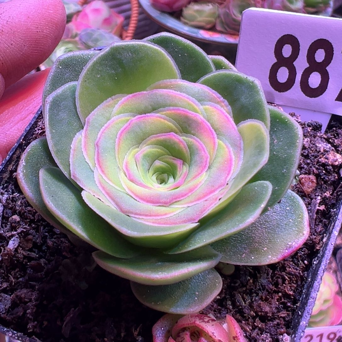 新品小苗887山地玫瑰多肉