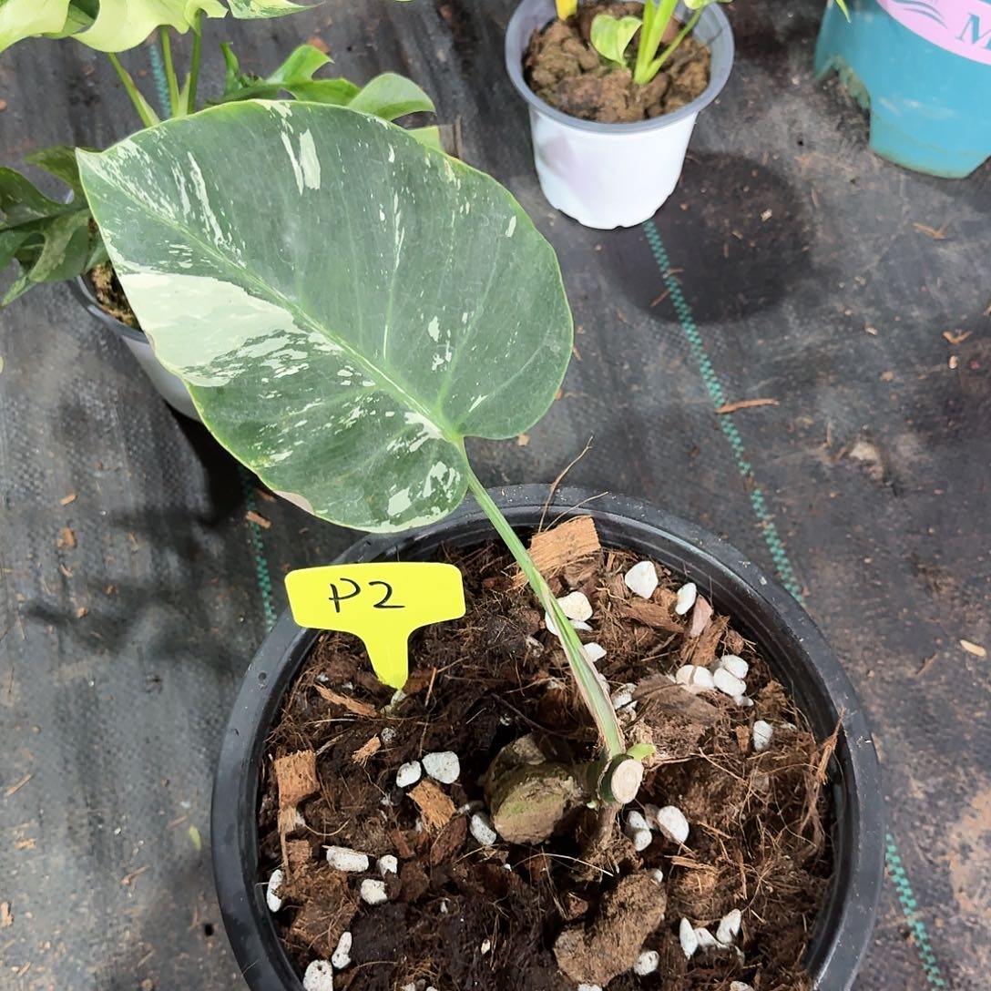 无花朵用***销泰国薄荷p2
