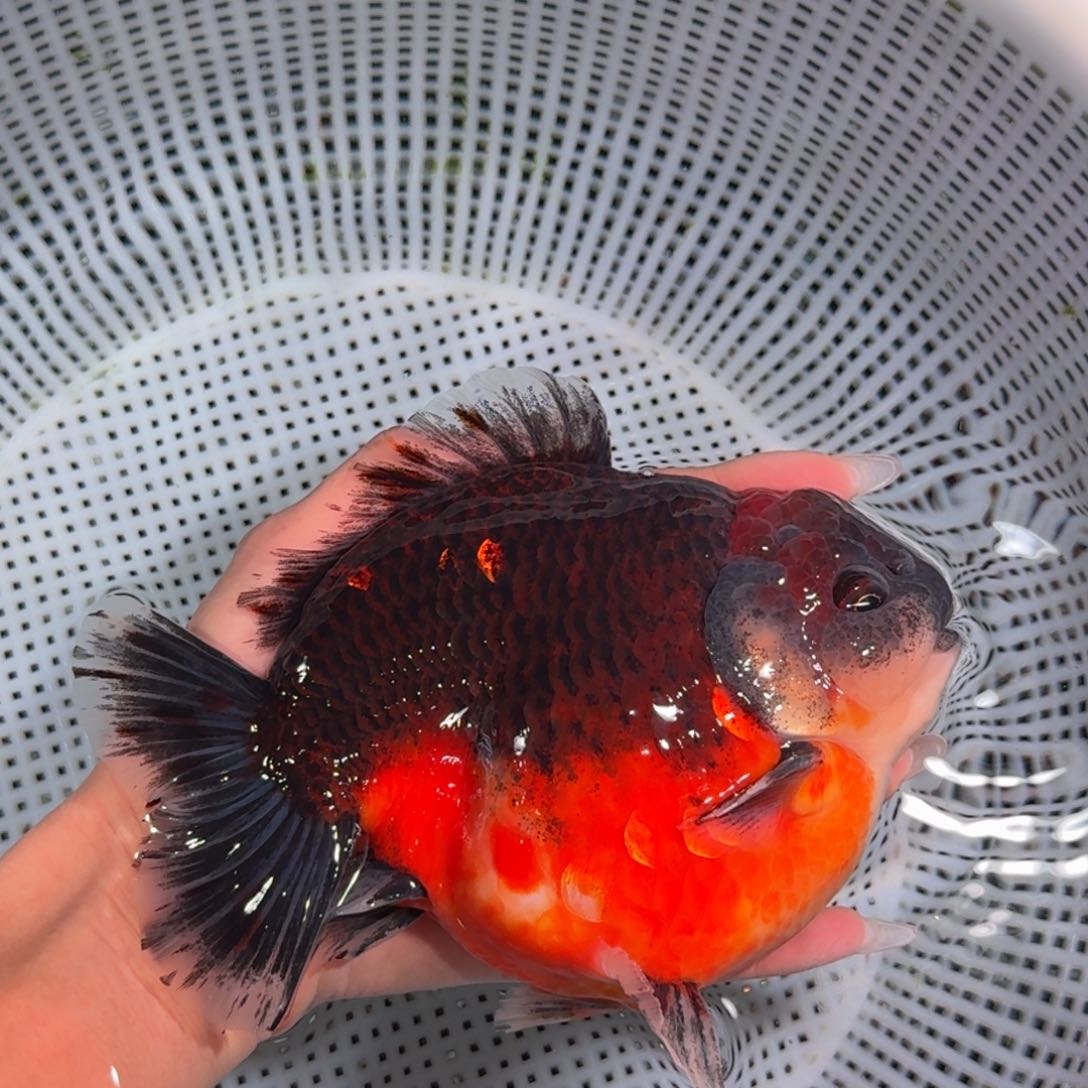 金鱼类不分公母15