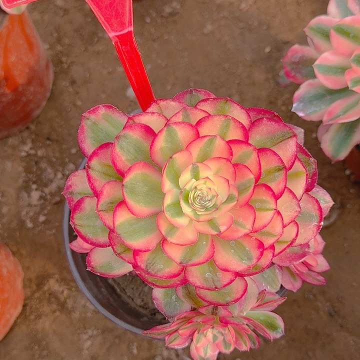 2-50荔枝有砍过的