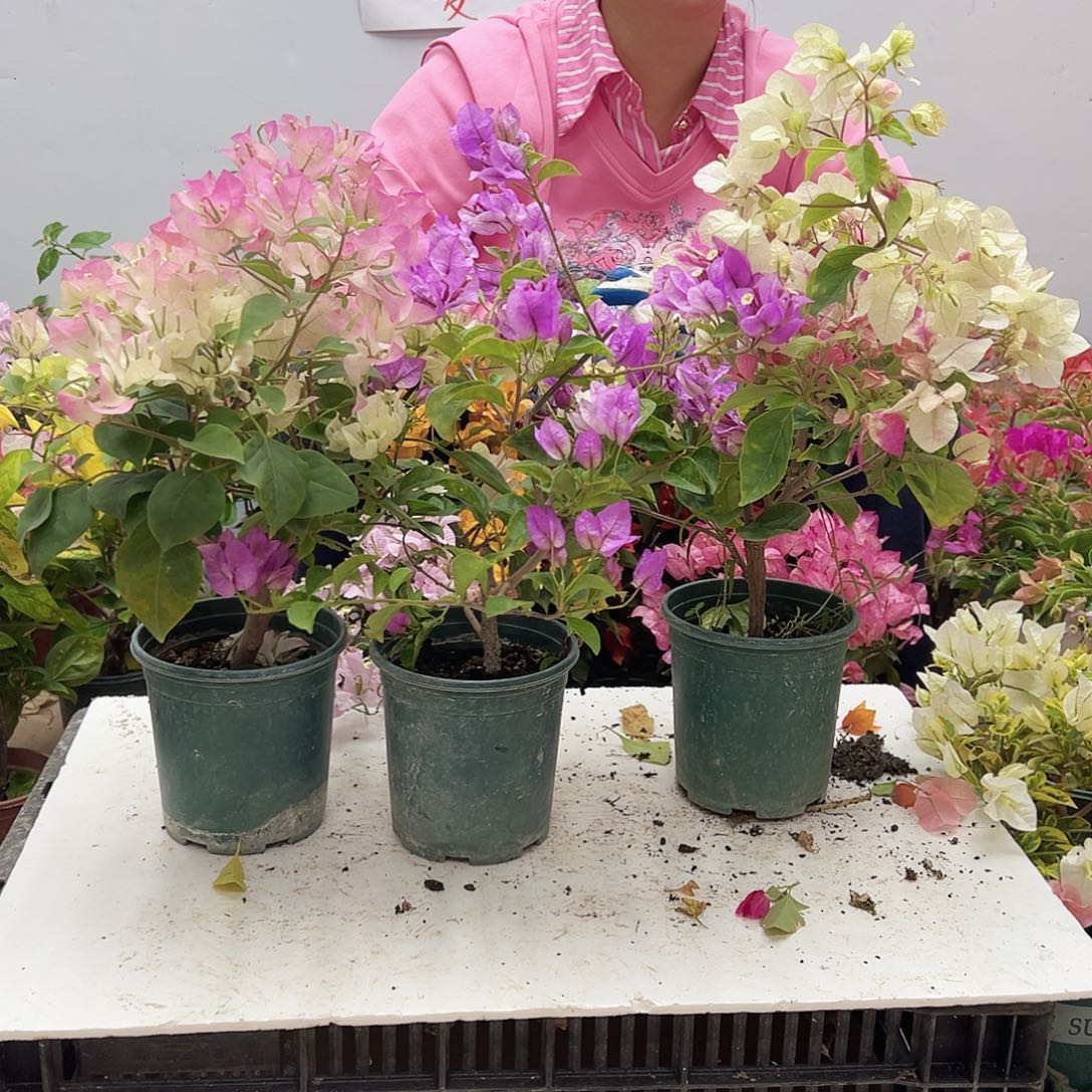 大部分花苞少量开放绿樱，雪紫，章红英组合