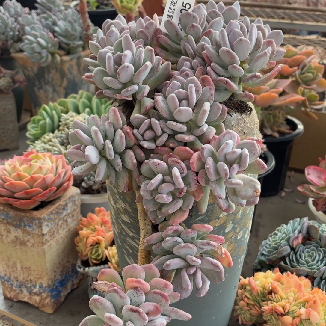 同温层多肉稻田姬05