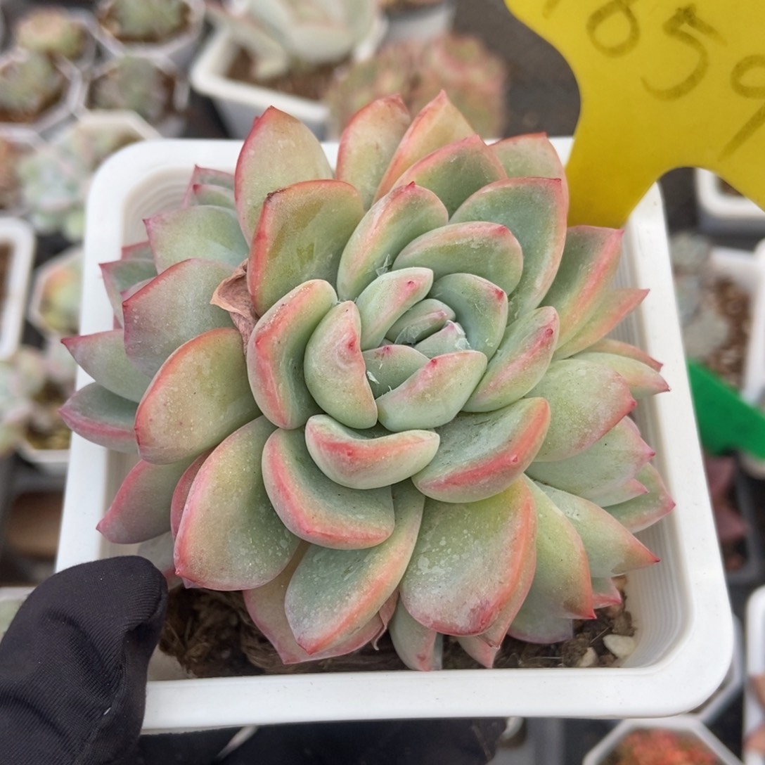 1859泡芙多肉植物保护