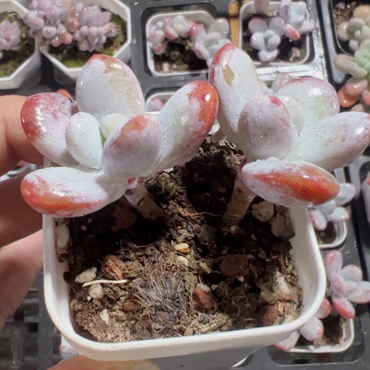 雪美人奶酪精品多肉植物