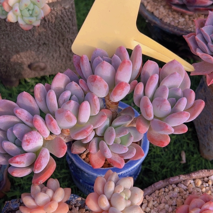 健健康康平平安安