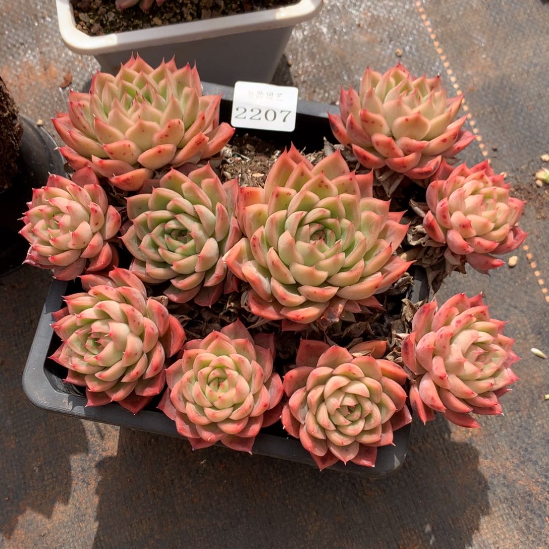 2207杂交精品基地19厘米