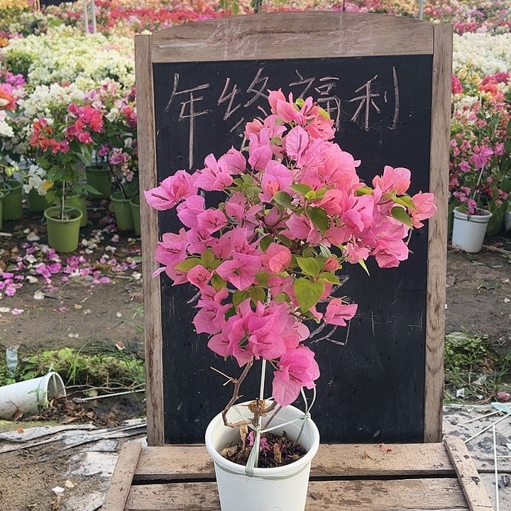 完全开放三角梅橙粉公主