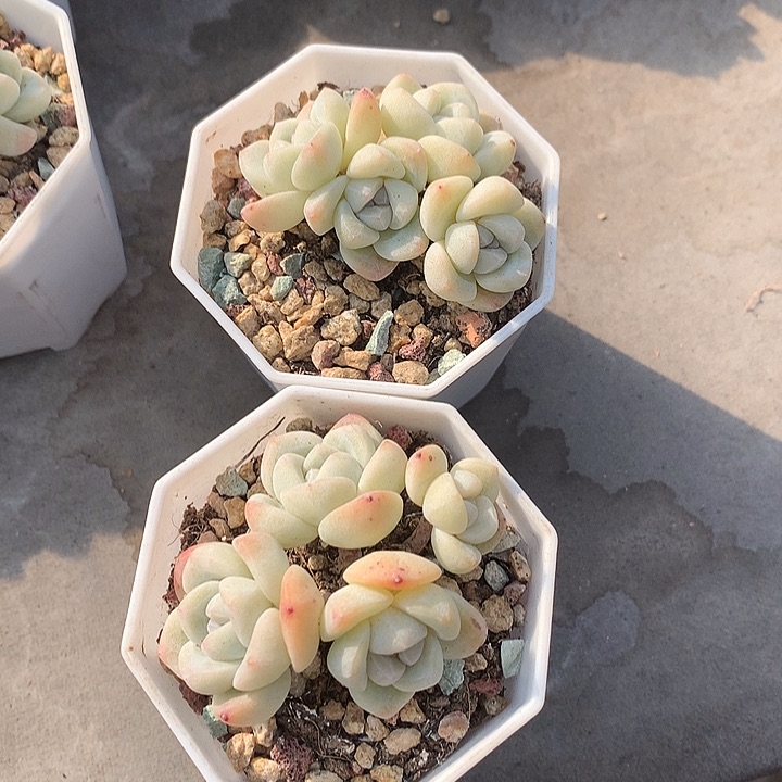 一物一拍，冰玉小脸群两颗