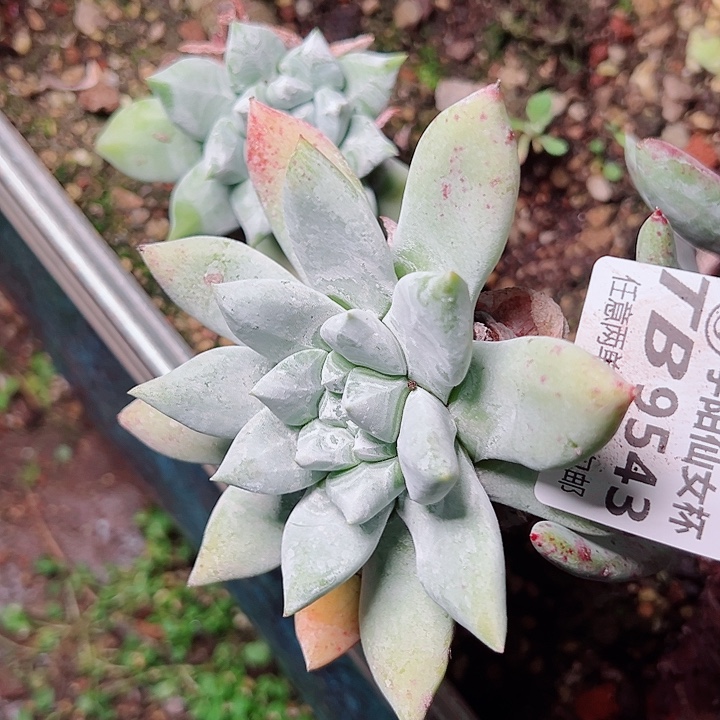 曾***过9543拇指苹果叶仙女杯多肉