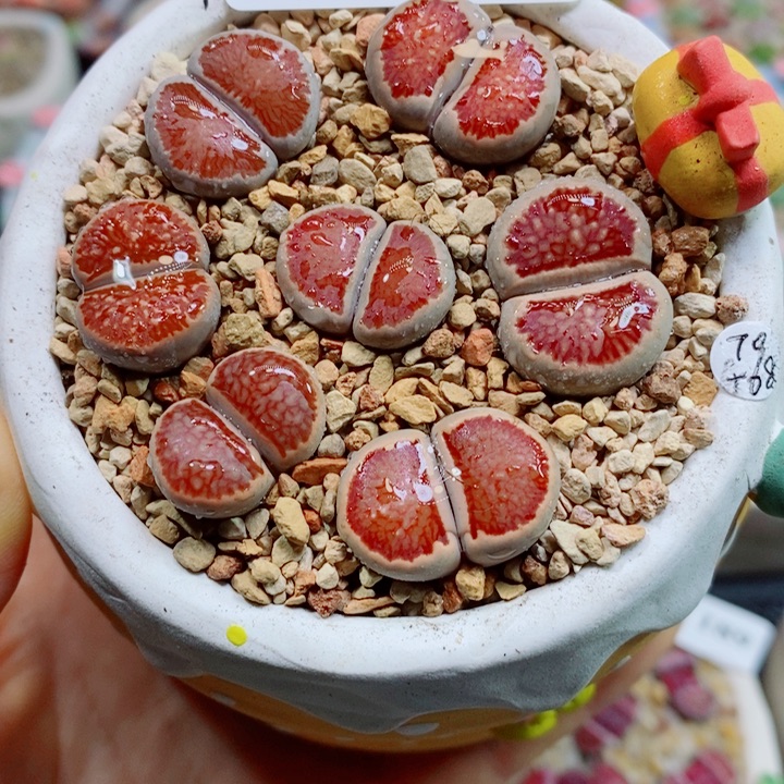 生石花花花花花花花花191