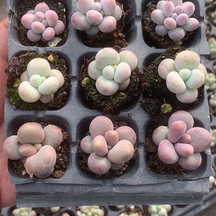 糖果。蛋黄。彩虹 乘以3。包邮