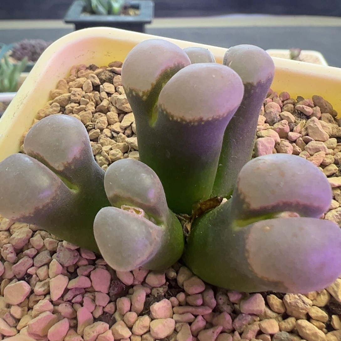 纳米比亚大型红风铃 肉锥植物