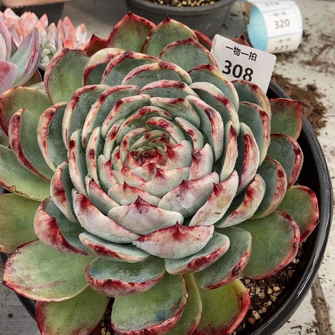 308惊鸿仙子一五一十