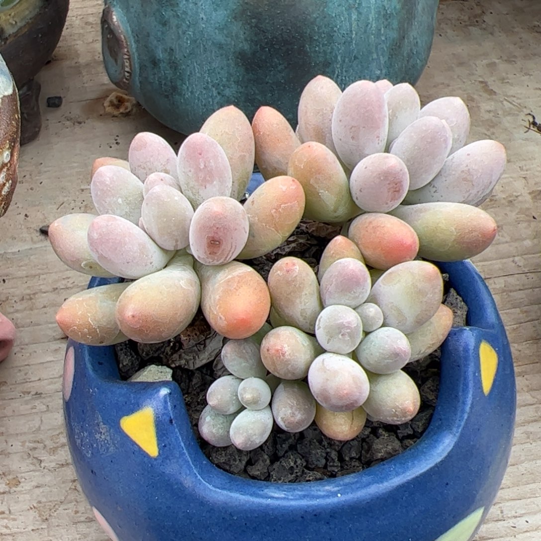 汤圆小群生多肉植物
