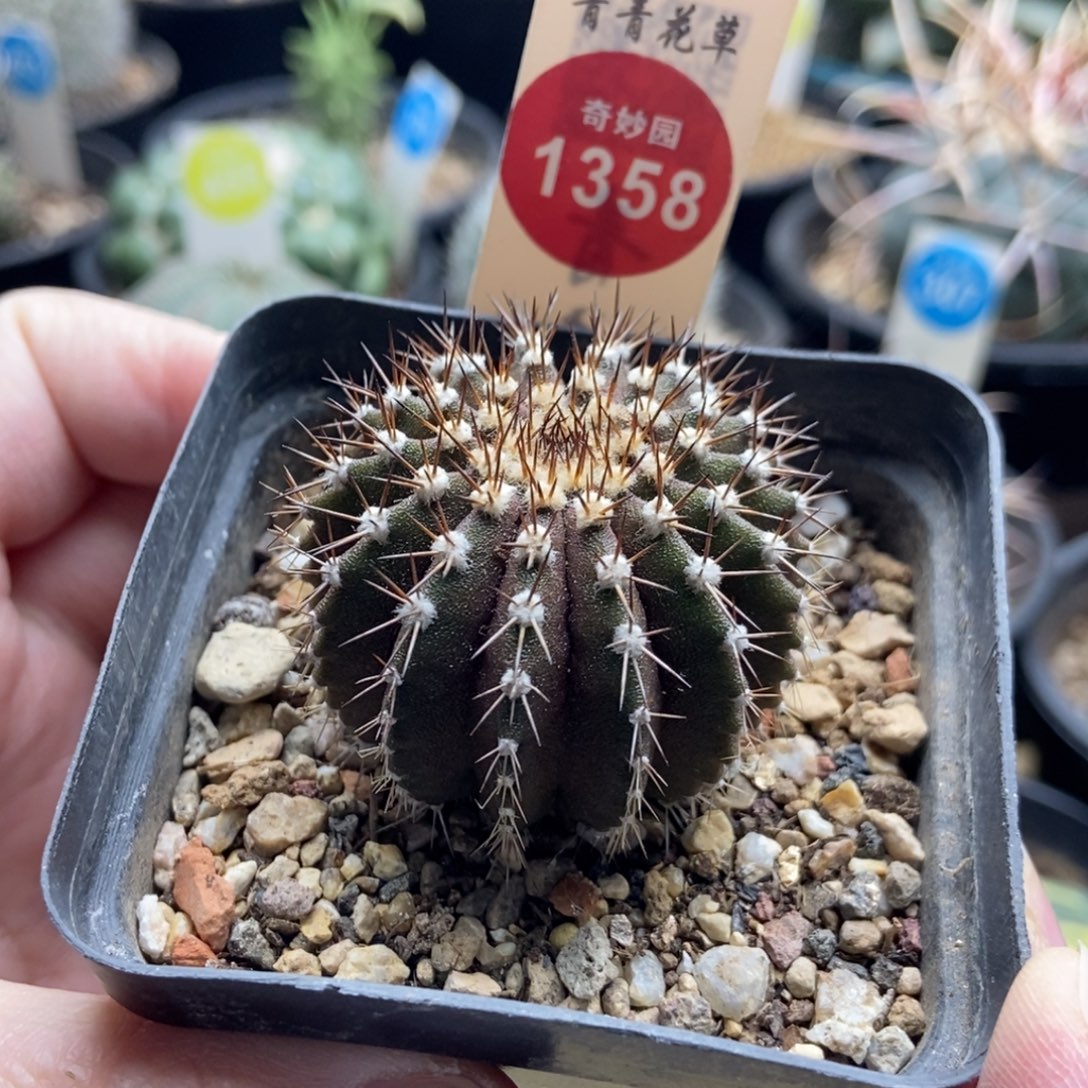 实生尤伯球4cm一棵仙人球
