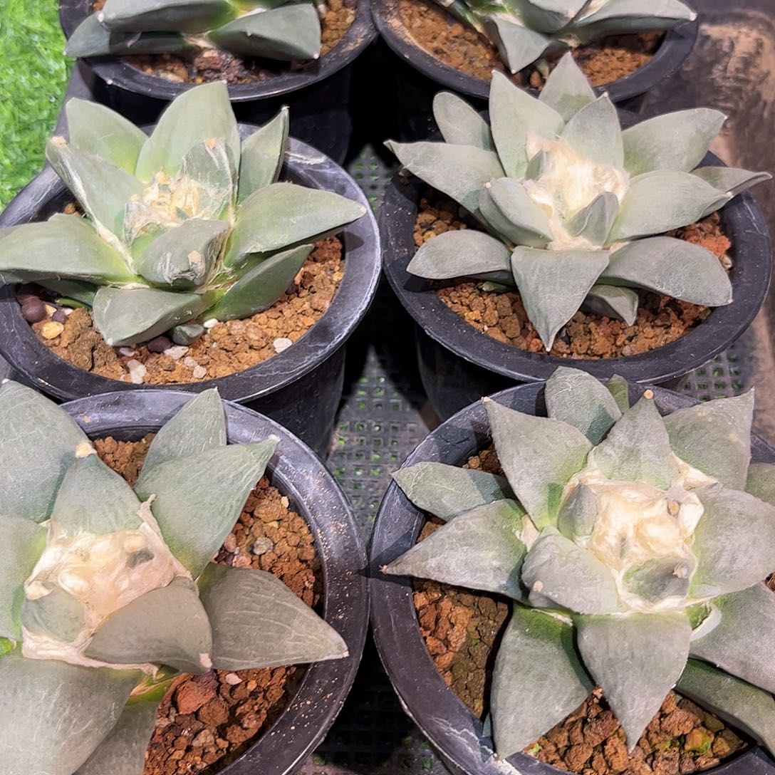 11cm实生岩牡丹杂交品种