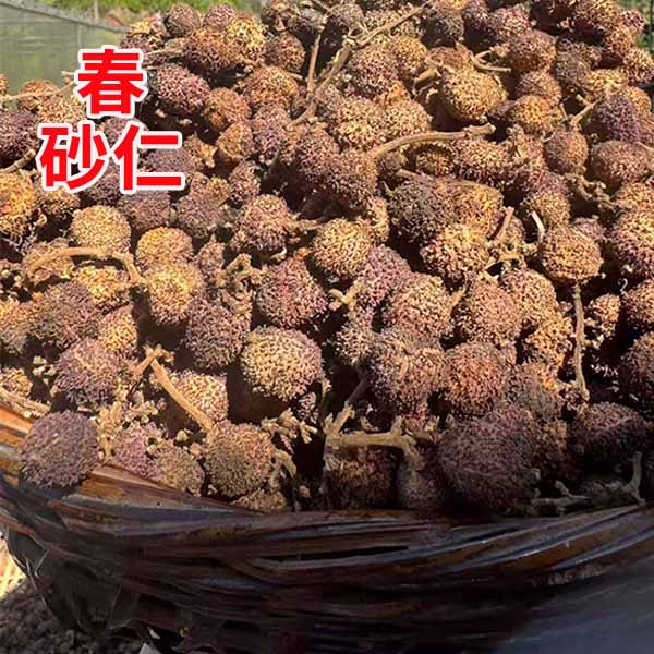 广东阳春春砂仁原味干果煲汤炖猪肚蒸排骨香料煲鸡汤信宜发货