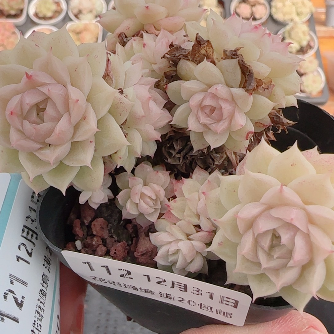 花语多肉1231-112散