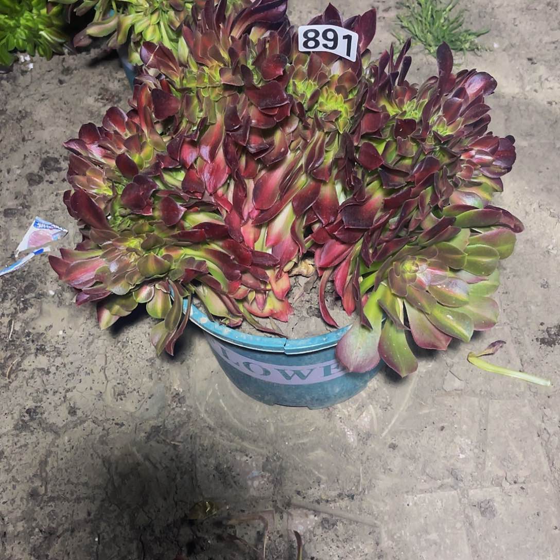 法师法师16-3包邮法师