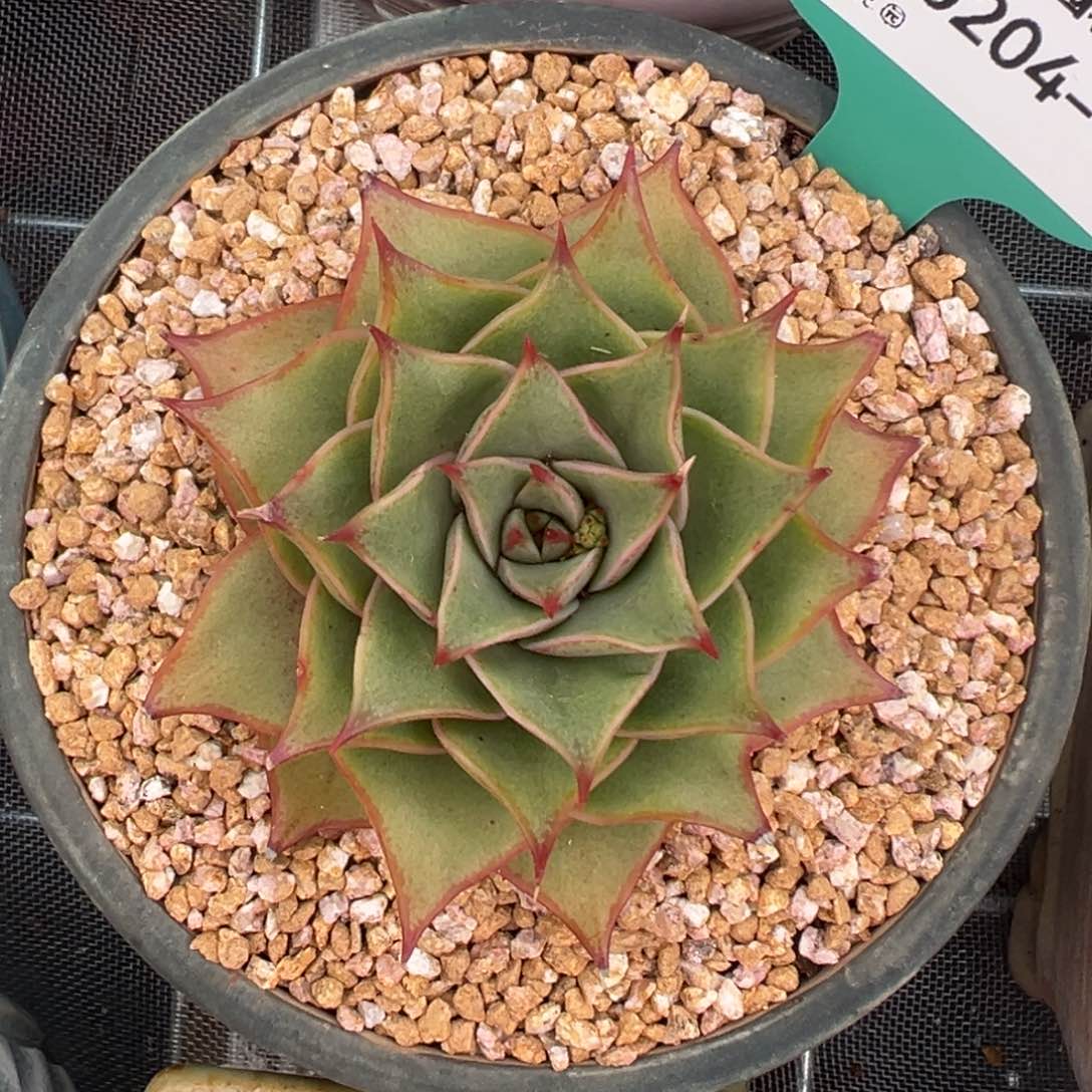 多肉一物一拍0204-126