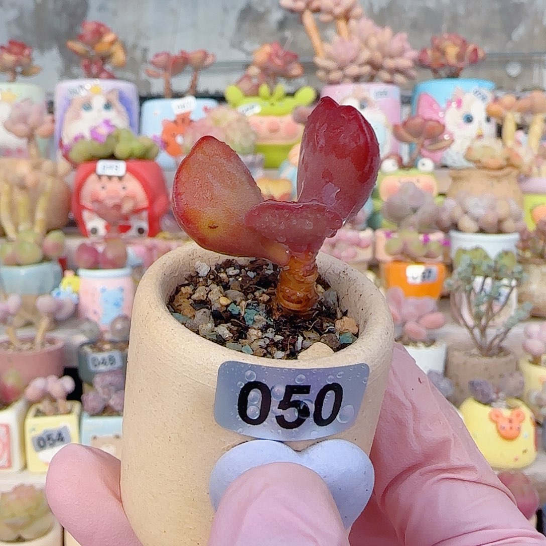 爱心水泡 盆口3cm