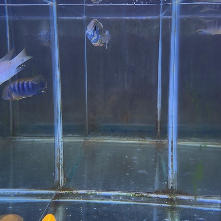 队***副海水鱼189号111111