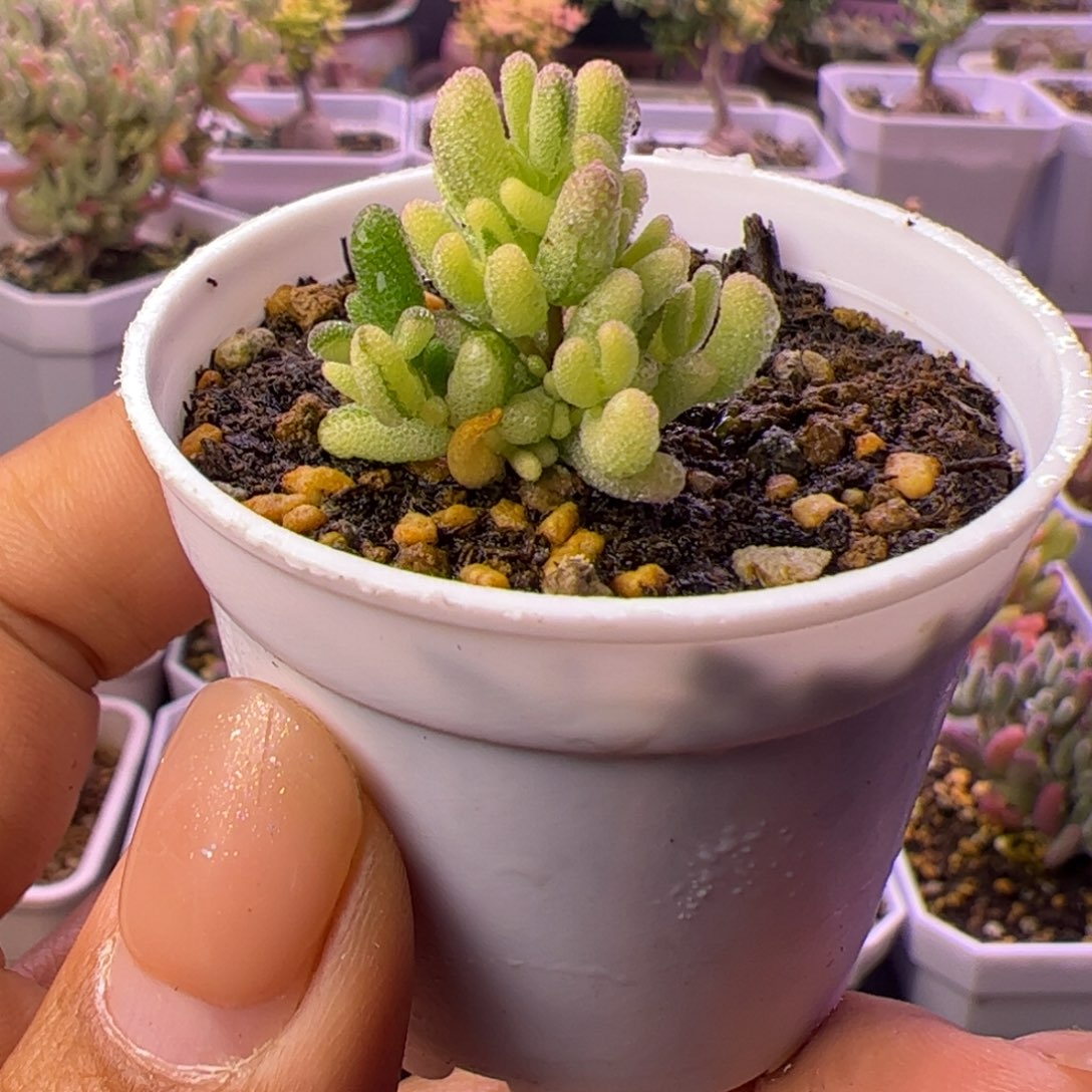 08多肉植物枝干米粒锦